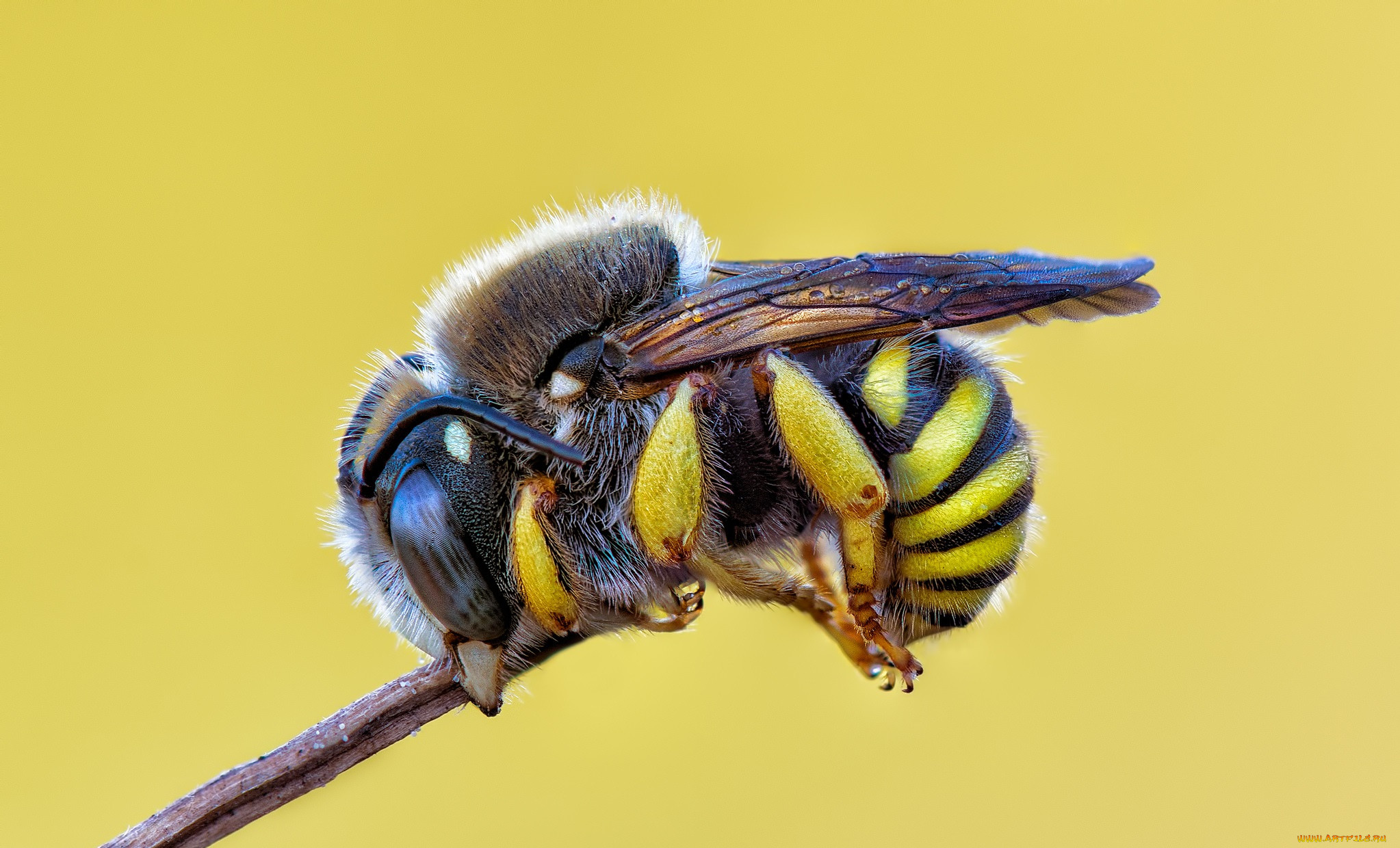 Пока пчелы. Шмель пчела Оса Шершень. Медоносная пчела и Оса. Оса пчела Шмель Шершень отличия. Осы пчелы шмели Шершни разница.